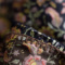 �A�C�e���C���[�W